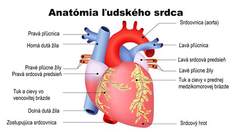 schéma anatómie ľudského jazyka a digitálnej korekcie textu