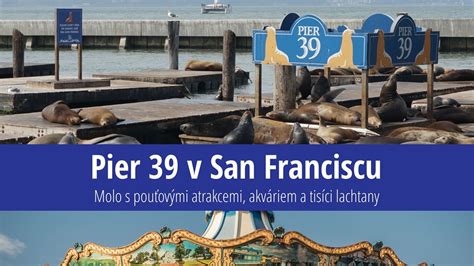 Uškatce na Pier 39 v San Franciscu