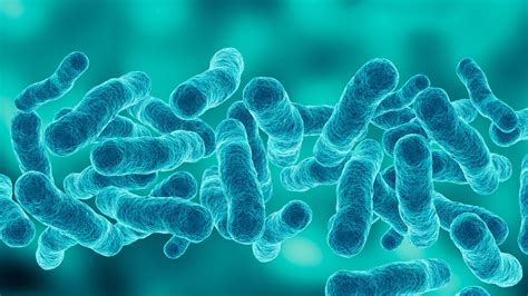Ilustrácia baktérie Legionella