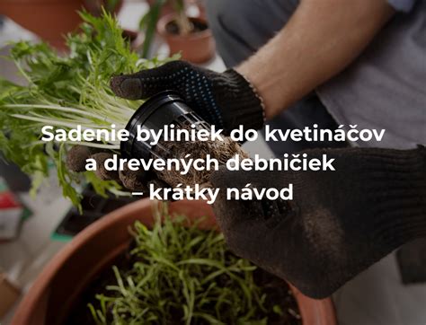 ilustrácia sušenia byliniek