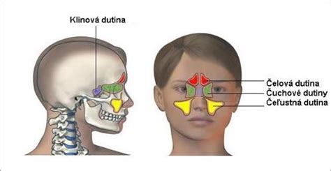 Schéma nosovej dutiny a cievneho zásobenia nosovej priehradky