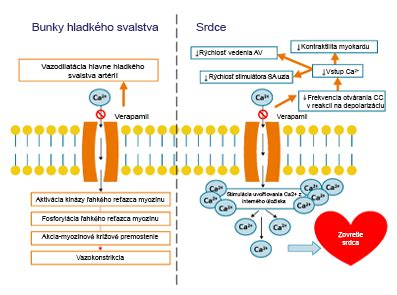 Mevalonátová dráha a mechanizmus účinku statínov