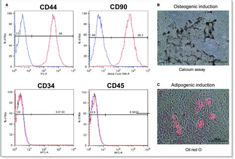 Charakteristika povrchových markerov kmeňových buniek (CD44, CD90, CD34)