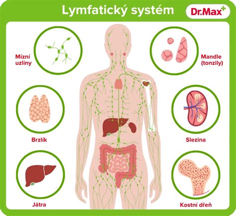 Ilustrácia lymfatického systému