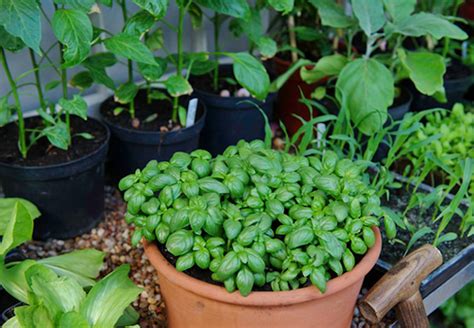 Bylinky v kvetináči na zábradlí