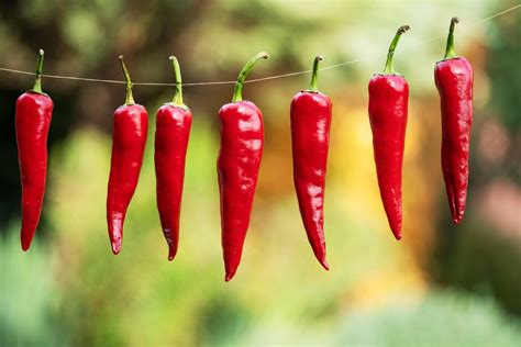 Zrelé chilli papričky v skleníku