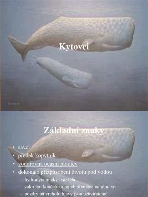 Ilustrácia rovného a šikmého prevedenia múrikovej striešky