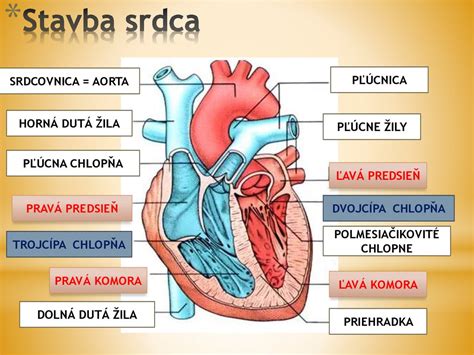 Schéma srdca s fibriláciou predsiení a pľúcnymi žilami