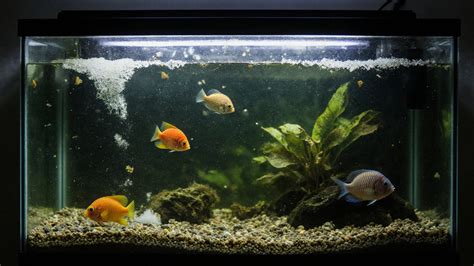 ukážka aquascapingu s prírodnými kameňmi v akváriu