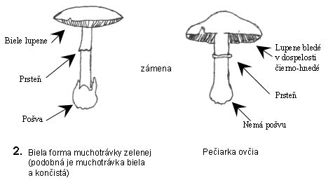 Rozdiel medzi glazovanou a neglazovanou keramikou