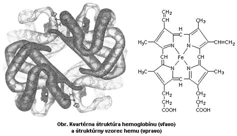 Štruktúra červenej krvinky a molekula hemoglobínu