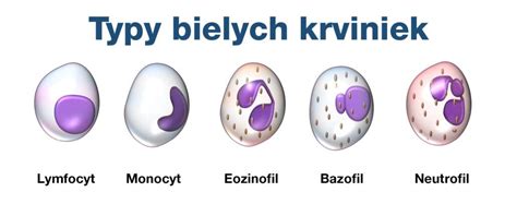 Typy bielych krviniek a ich funkcie