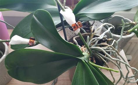 Pestovanie orchideí bez koreňov v piesku