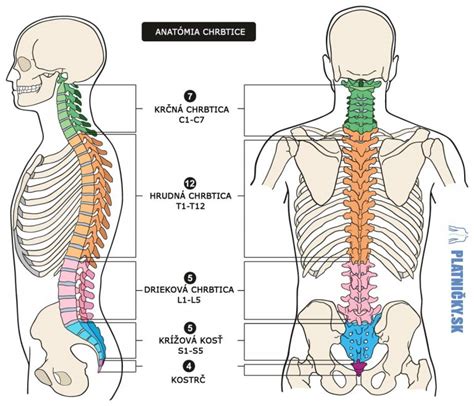 Schéma krčnej chrbtice