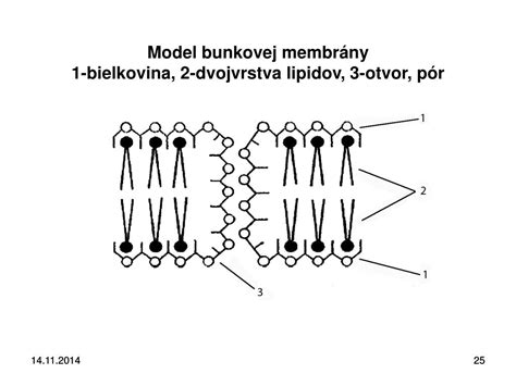 Schéma štruktúry bunkovej membrány s integrovanými a periférnymi proteínmi