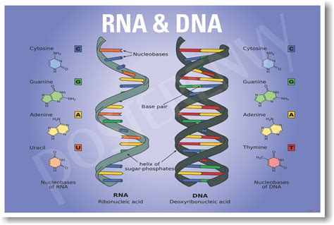 Štruktúra DNA a RNA