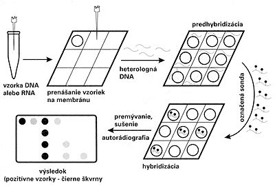 Nerádioaktívne značenie sond (napr. biotínom)