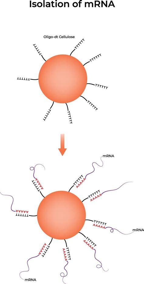 Izolácia mRNA pomocou oligo-dT kolónky