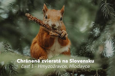 Ilustrácia rôznych typov pascí a plašičov na hlodavce
