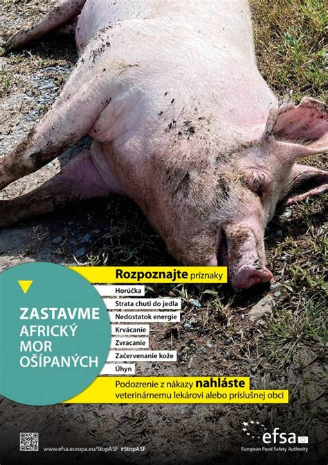 Schéma prenosu afrického moru ošípaných