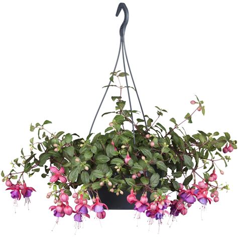 fuchsia v závesnom košíku