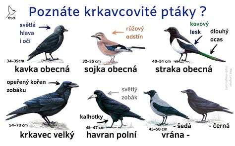 Rozdiel medzi hrubou a tenkou maltovou škárou
