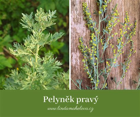 Rastlina Pelyňku pravého