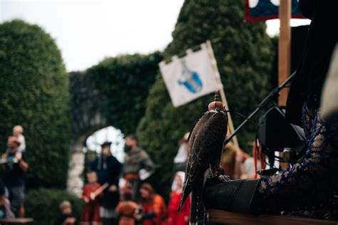Dravec na sokoliarskom dvore
