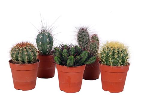 Rôzne druhy obkladačiek a dlaždíc