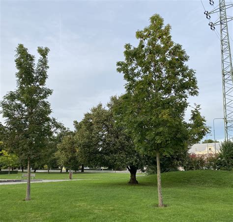 parková zeleň a oddychová zóna v obci