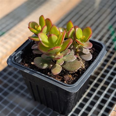 Rastlina tučnolistu vajcovitého (Crassula ovata)