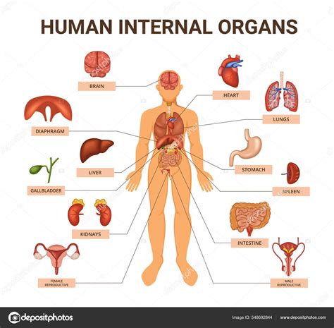Detailná anatomická schéma ženského klitorisu