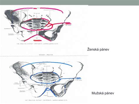 Rozdiel medzi mužskou a ženskou močovou trubicou