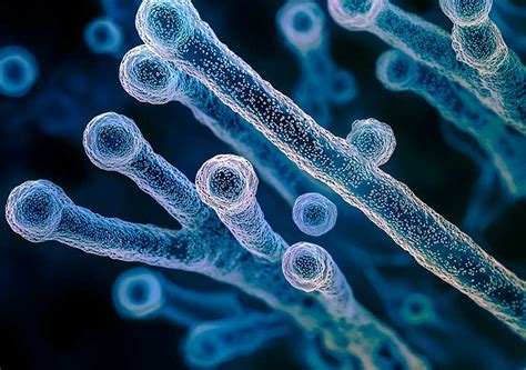 Baktéria Clostridium tetani a jej výskyt v prostredí