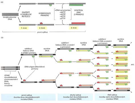 Schéma purifikácie DNA - odstránenie proteínov