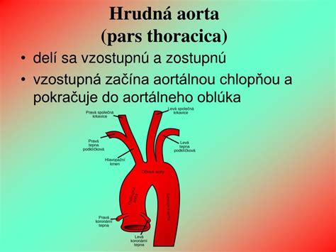 Schéma hybridnej rekonštrukcie aortálneho oblúka