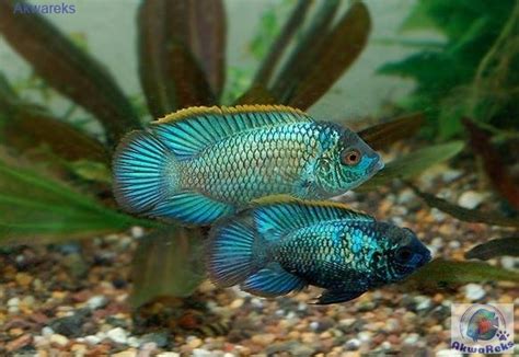 Akara modrá Electric Blue - sfarbenie