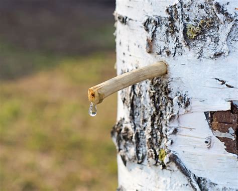 Detail kôry stromu s vápenným náterom a vizualizácia ochrany pred škodcami