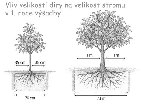 Správna hĺbka výsadby stromu s vyznačeným miestom štepenia