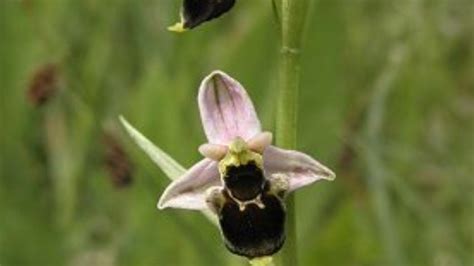 vzácna orchidea hmyzovník Holubyho