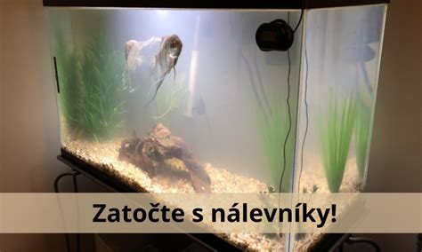 schéma umiestnenia vykurovacieho telesa v akváriu