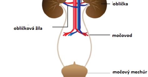 Schéma urologického vyšetrenia močového systému