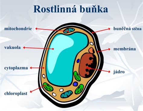 mikroskopická bunková štruktúra korku