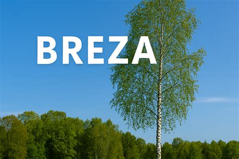 Vhodné drevo na porisko (breza)