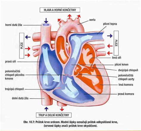 Schéma vplyvu fajčenia na srdce a cievy