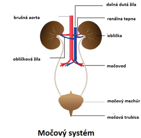 Schéma anatómie močových ciest so zameraním na močovod