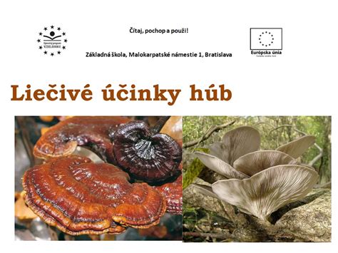Infografika: Kľúčové liečivé účinky cibule