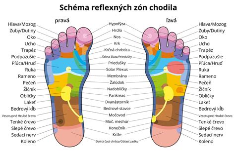 Schéma: Reflexné body na chodidle spojené s orgánmi