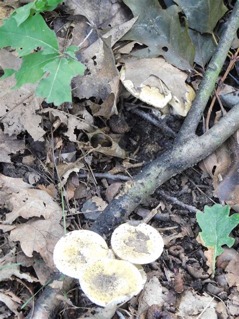 Schéma problému s medzerou okolo komína