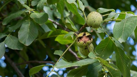 Strom orecha kráľovského v záhrade